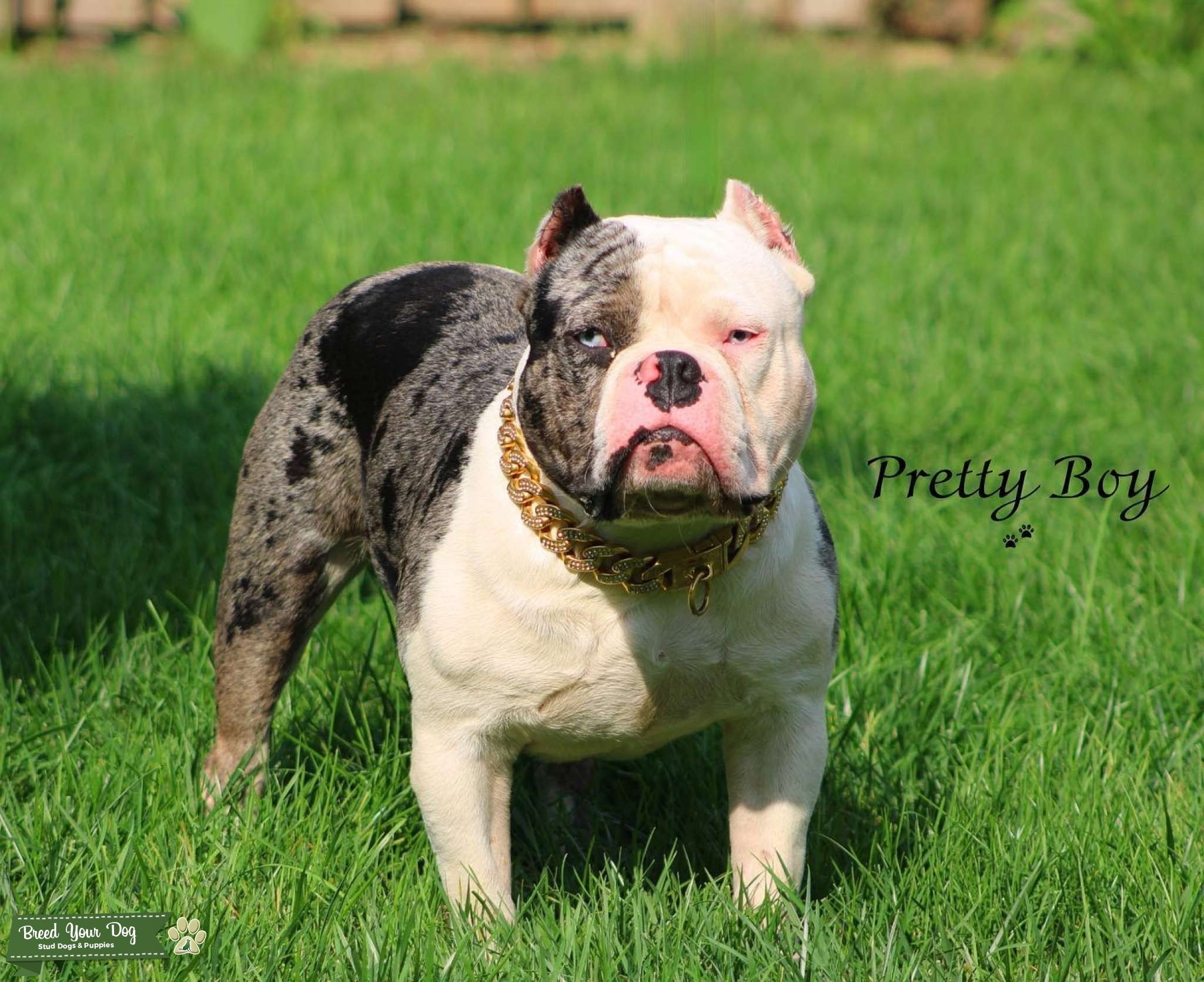American Bully Stud Dog in INDIANA, Australia Breed Your Dog