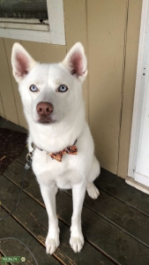 Husky  Listing Image