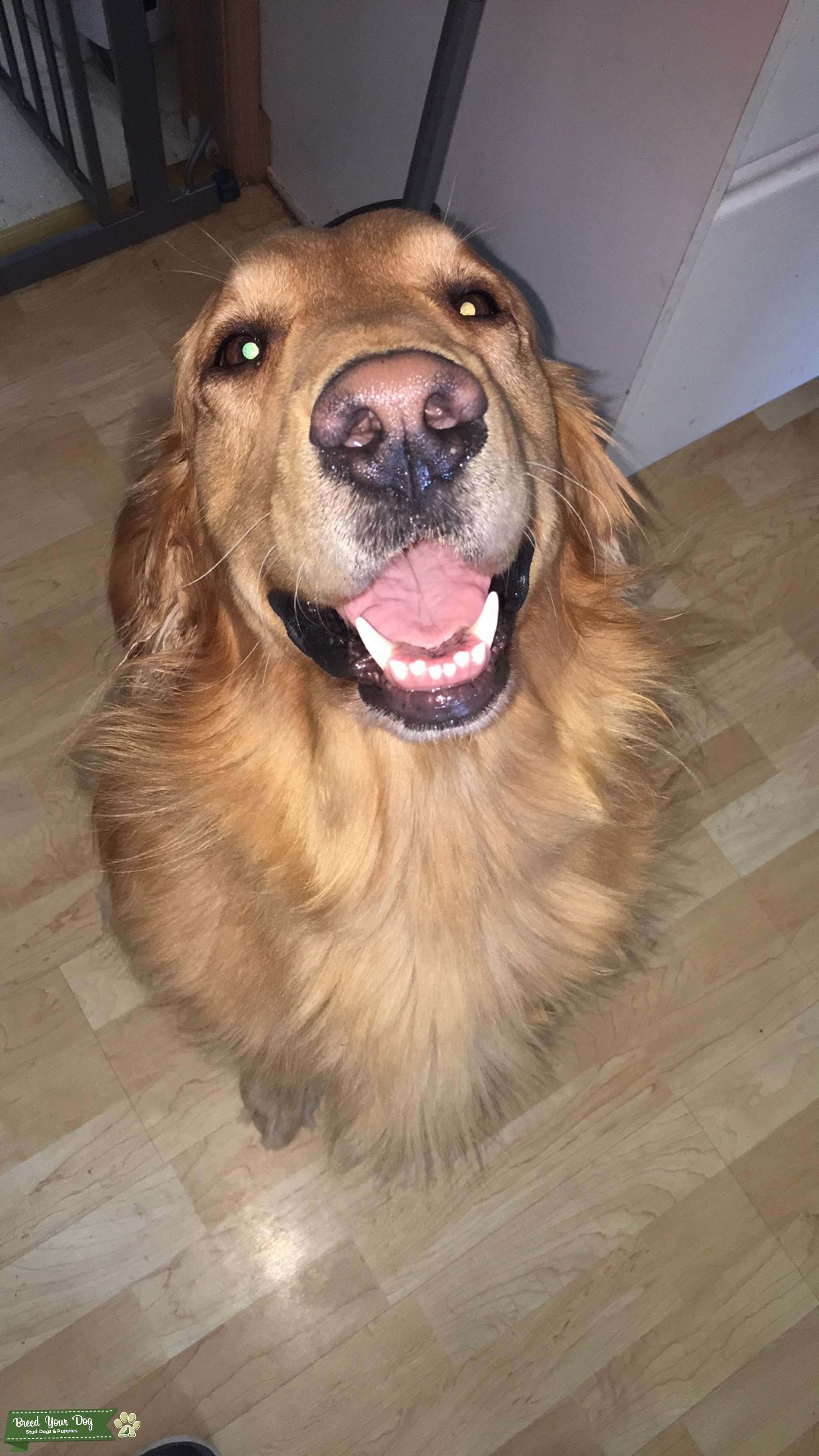 AKC OFA tested Golden Retriever Stud Stud Dog in Washington, United