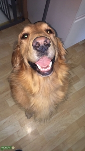 AKC OFA tested Golden Retriever Stud Listing Image