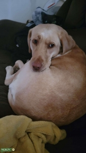 Yellow lab Listing Image