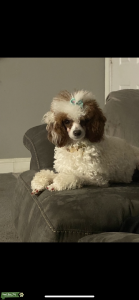 Red parti toy poodle  Listing Image