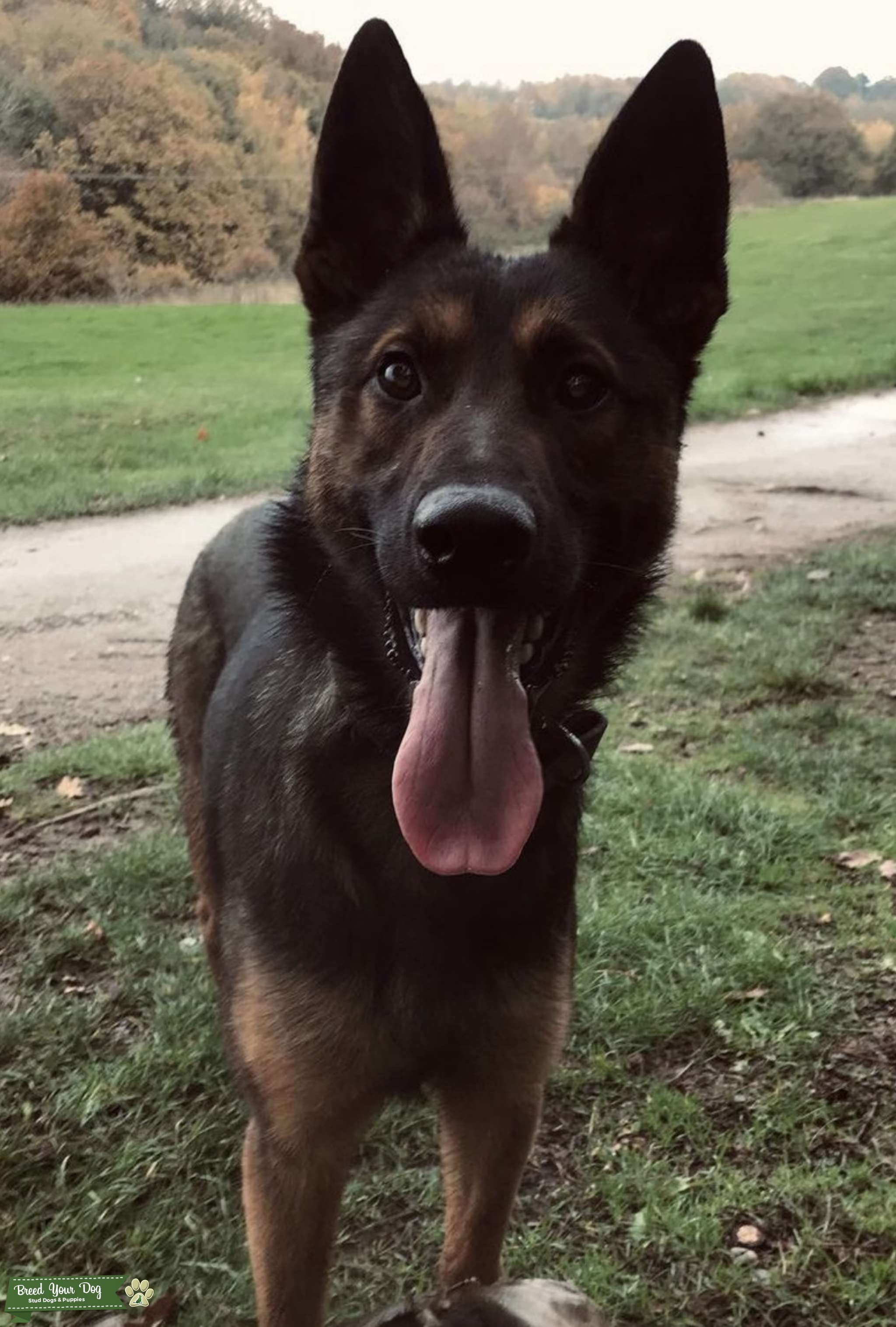 Belgium shepherd (Malinois) Stud Dog Warwickshire Breed Your Dog