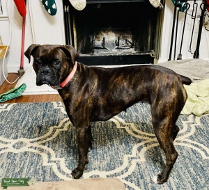 Beautiful Brown Brindle Boxer Listing Image