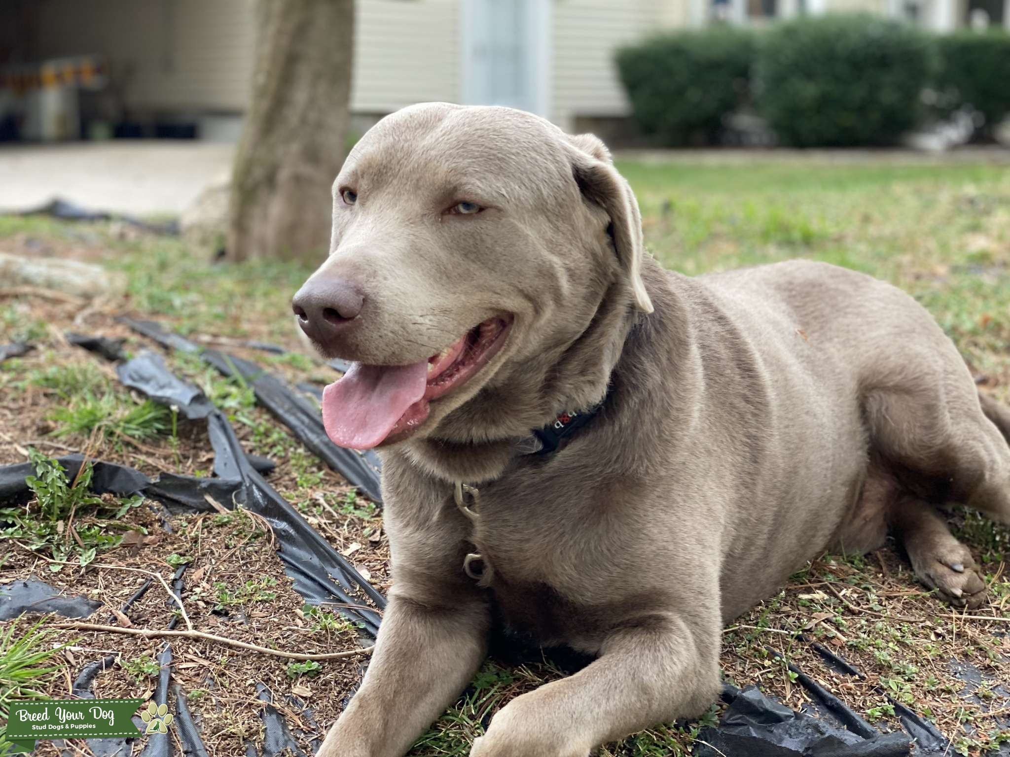 Silver lab Stud Stud Dog in Rhode Island , United States Breed Your Dog