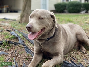 Silver lab Stud Listing Image