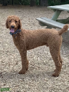 Red standard poodle  Listing Image