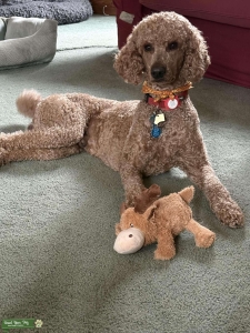 Red standard poodle  Listing Image