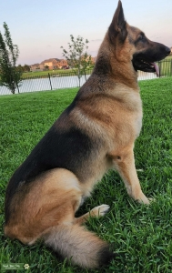 Majestic German Shepard Stud Listing Image