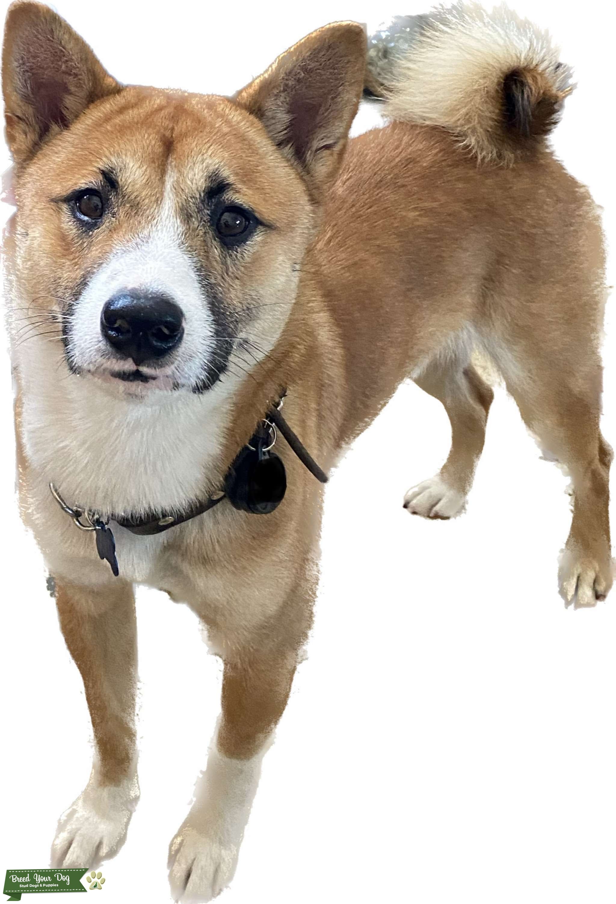 Red Sesame Shiba Inu STUD Stud Dog in NE Florida, the United States Breed Your Dog