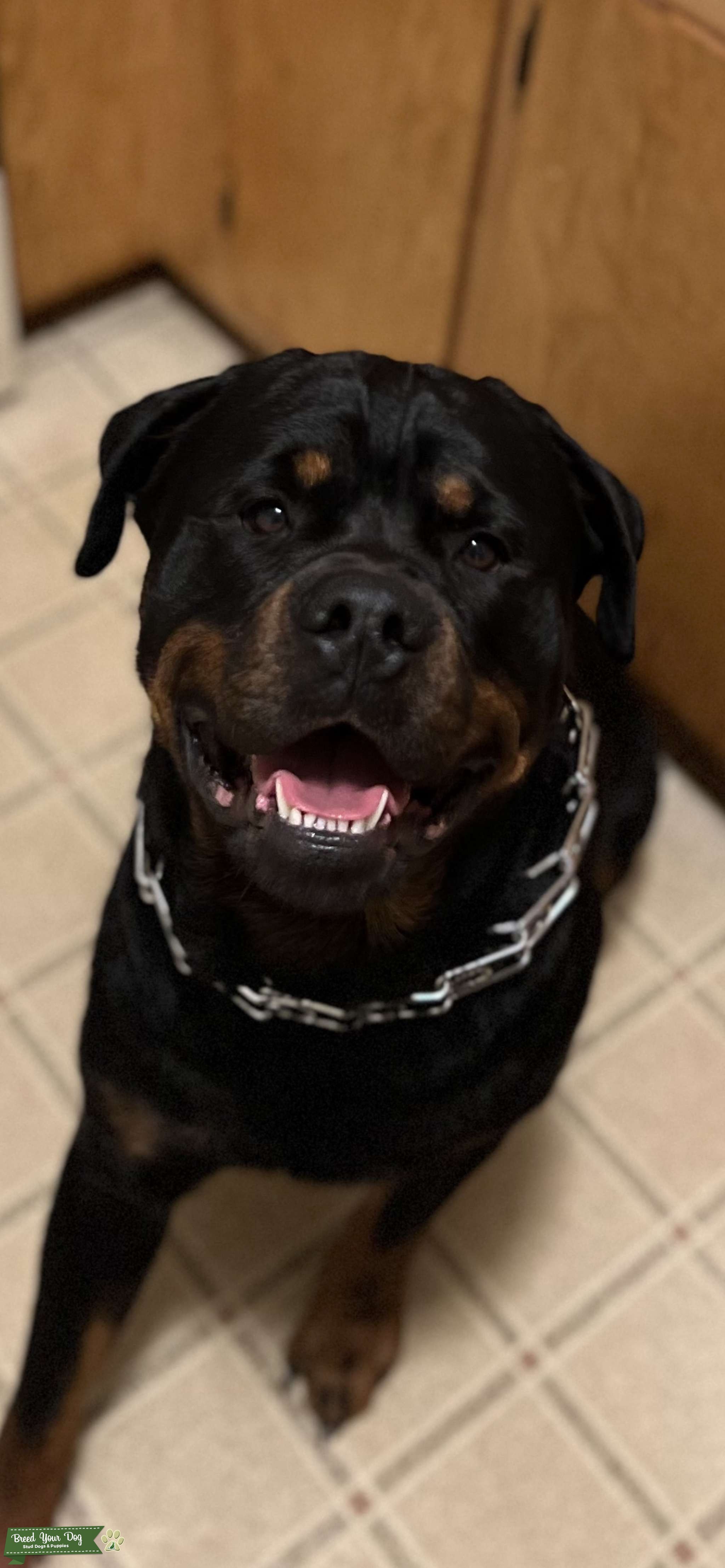 Stud Stud Dog Texas Breed Your Dog