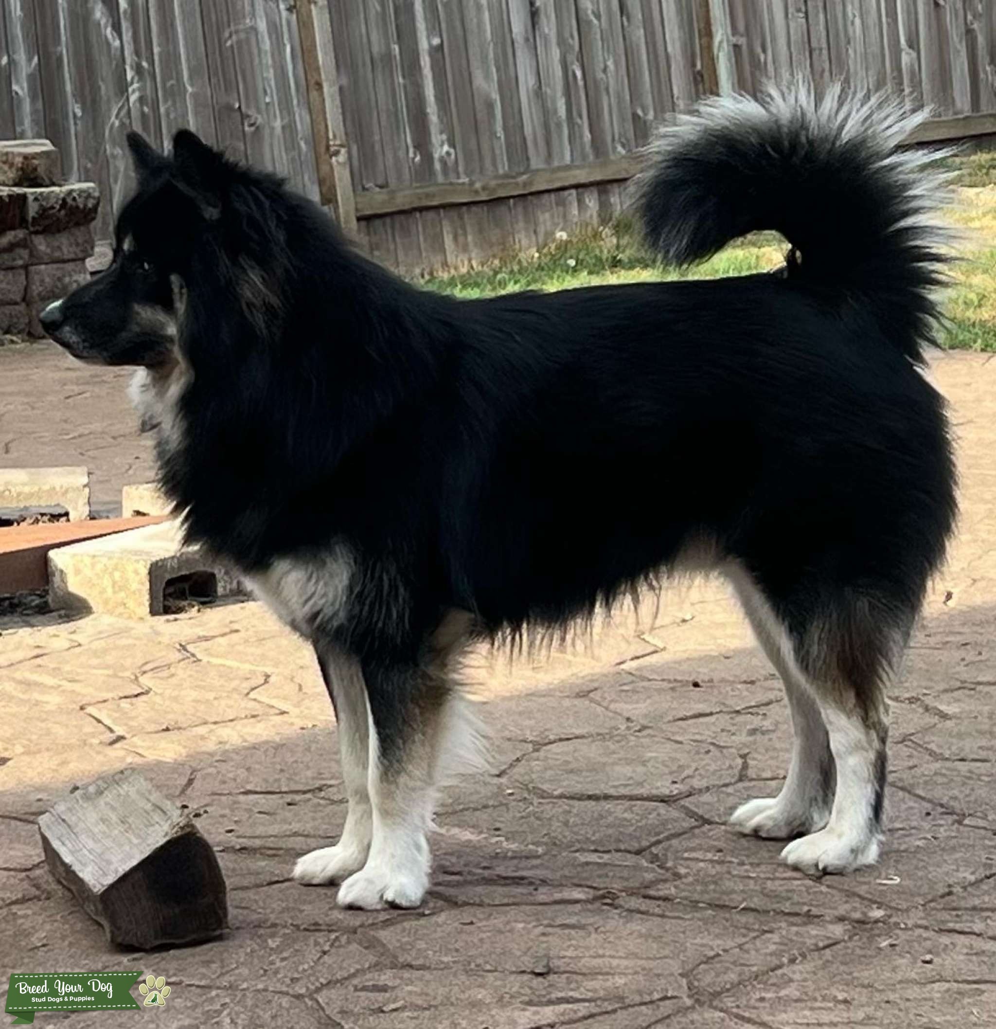 Wooly coat Husky Stud Stud Dog in Oregon, United Kingdom Breed Your Dog