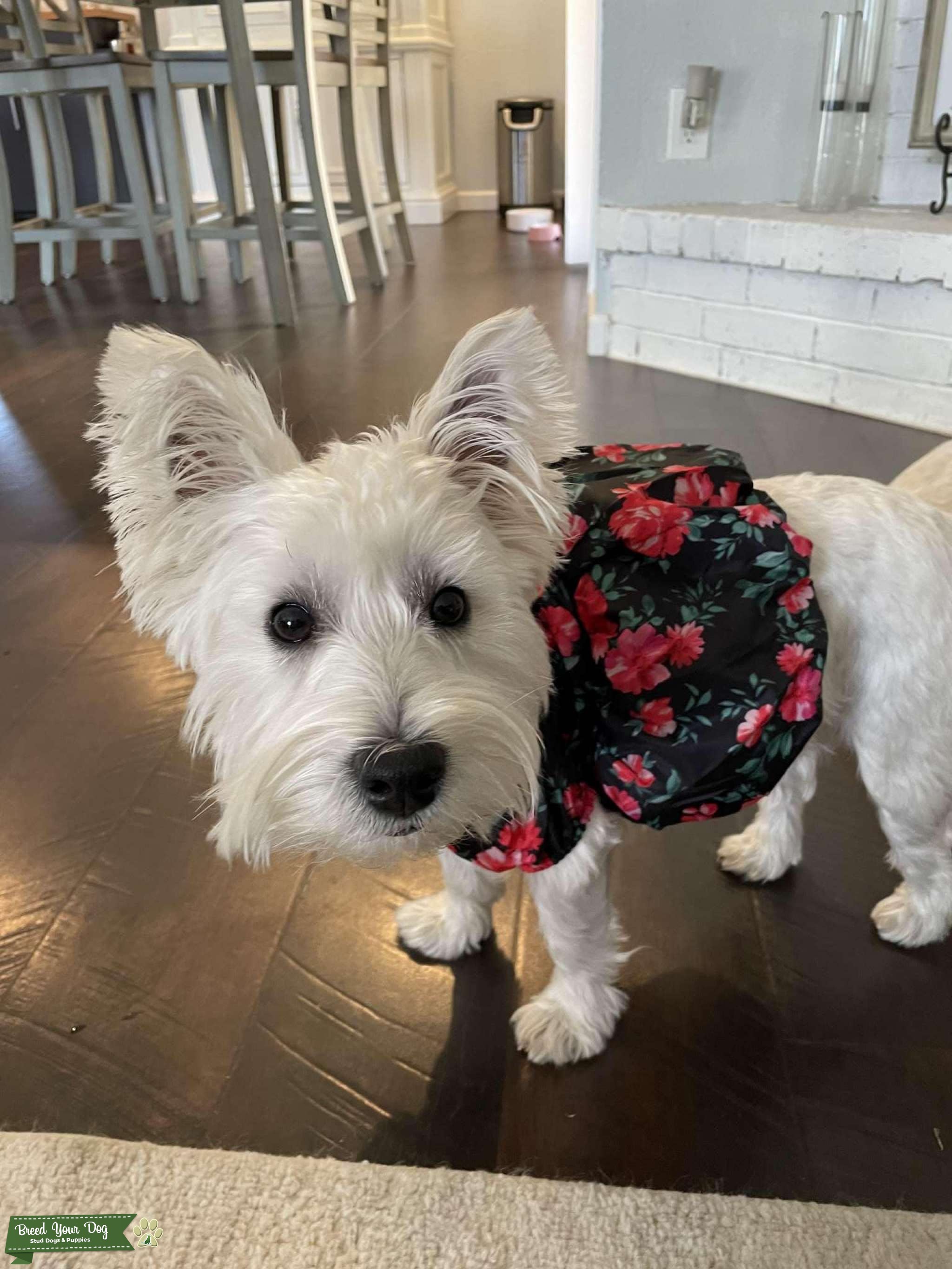 Adorable Female Westie Stud Dog in Plano, United States Breed Your Dog