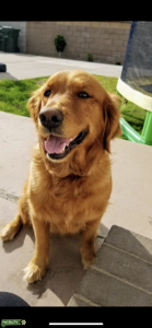 Golden Retriever  Listing Image