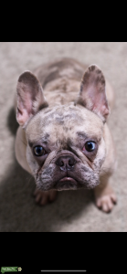 French Bulldog Stud Listing Image