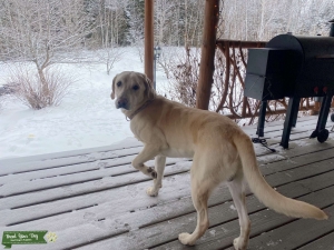 Male Yellow Lab (very light in color) Listing Image
