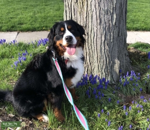 Sweetest Bernese Mountain Dog Listing Image