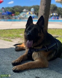 German shepherd black and red male  Listing Image