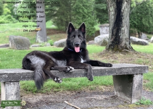LongCoated Blue Seal German Shepherd Dog Listing Image