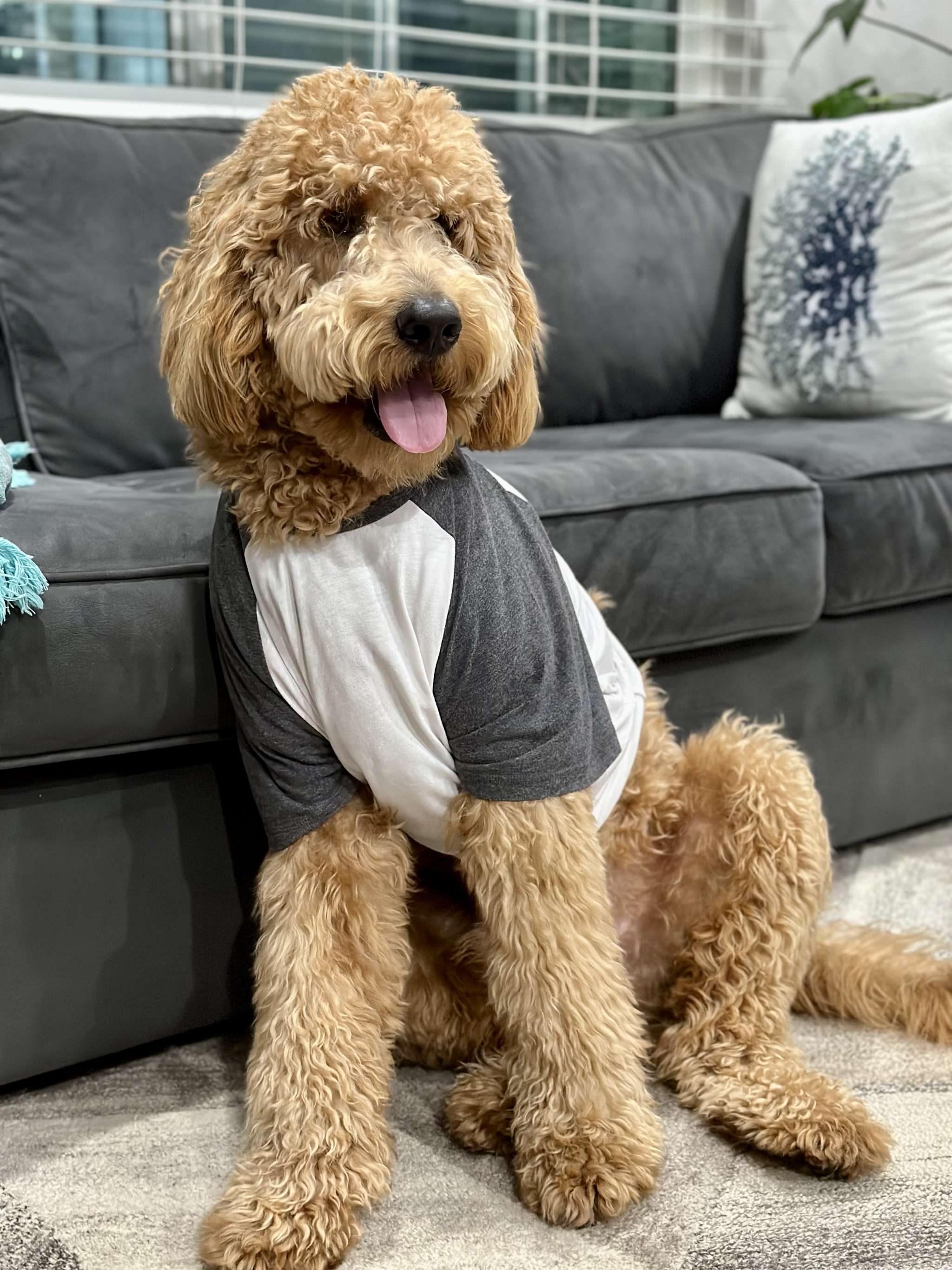 Medium F1B Goldendoodle Stud Dog in South Bay, the United Arab Emirates Breed Your Dog