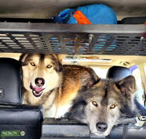 Wolfdogs Stud Listing Image