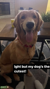 Golden Retriever female Listing Image