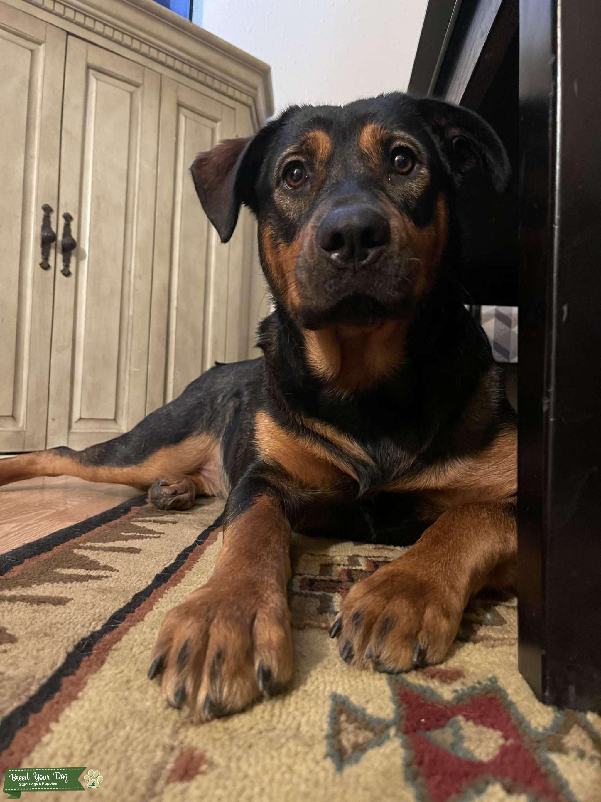 Rottweiler Mix Stud Dog Kansas Breed Your Dog