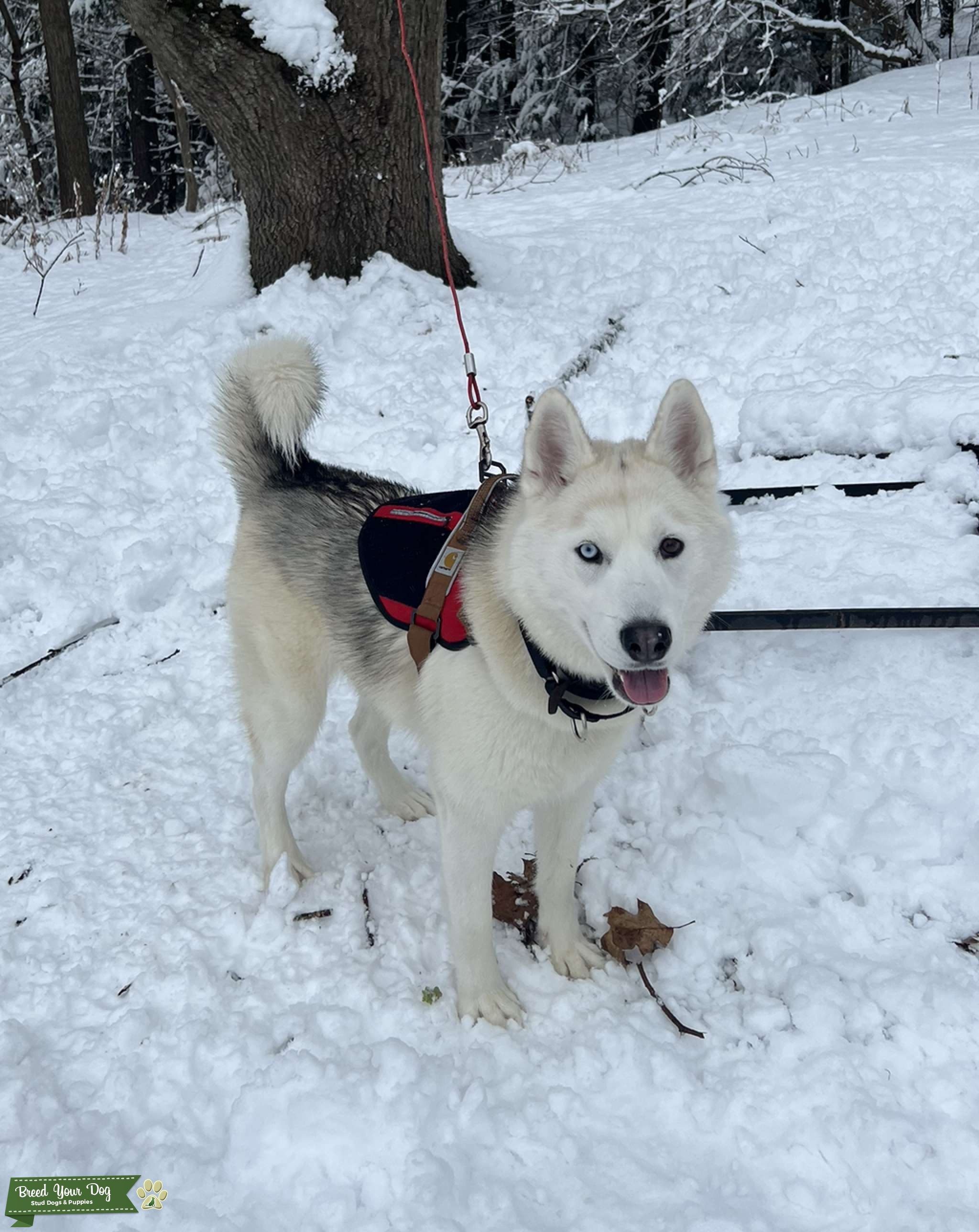 Saddleback Siberian Husky Stud Dog Vermont Breed Your Dog