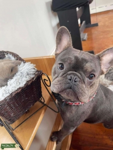 French Bulldog stud Listing Image