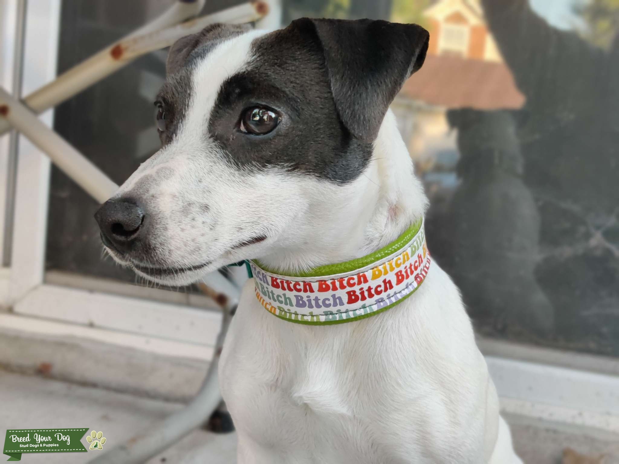 Smooth Coat Jack Russell Stud Dog in Iowa, the United States Breed