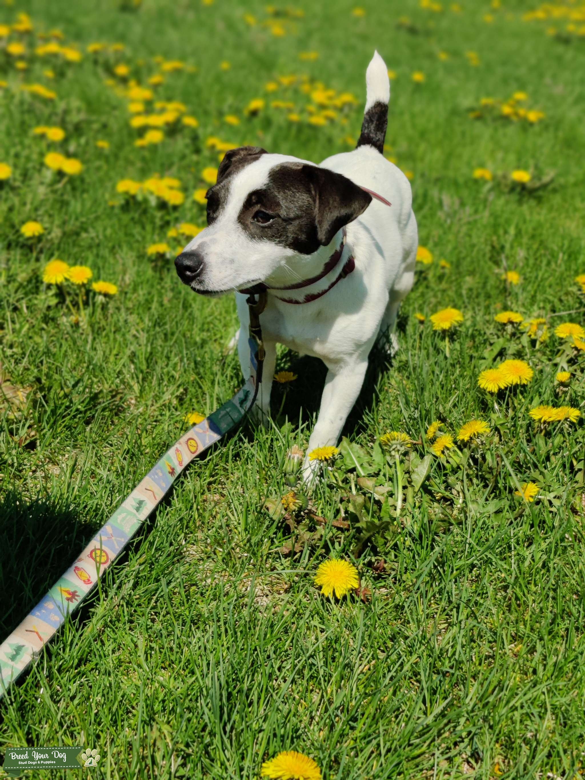 Smooth Coat Jack Russell Stud Dog in Iowa, the United States Breed