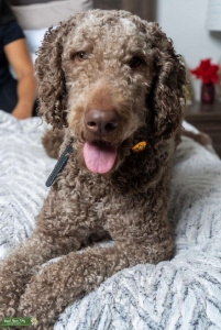Chocolate Golden Doodle F1 Listing Image