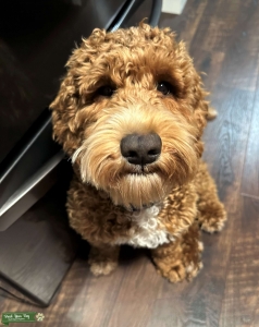 F1B Mini Golden Doodle  Listing Image