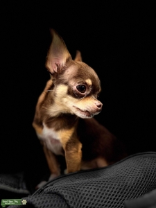 2.2lb Chocolate Tan Smooth Hair Chihuahua Listing Image