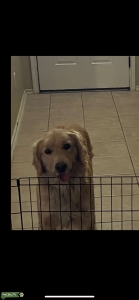 Pure AKC Golden Retriever  Listing Image