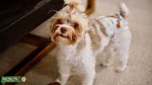 Pretty Parti Yorkie Listing Image