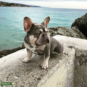 Hot Frenchie STUD Listing Image