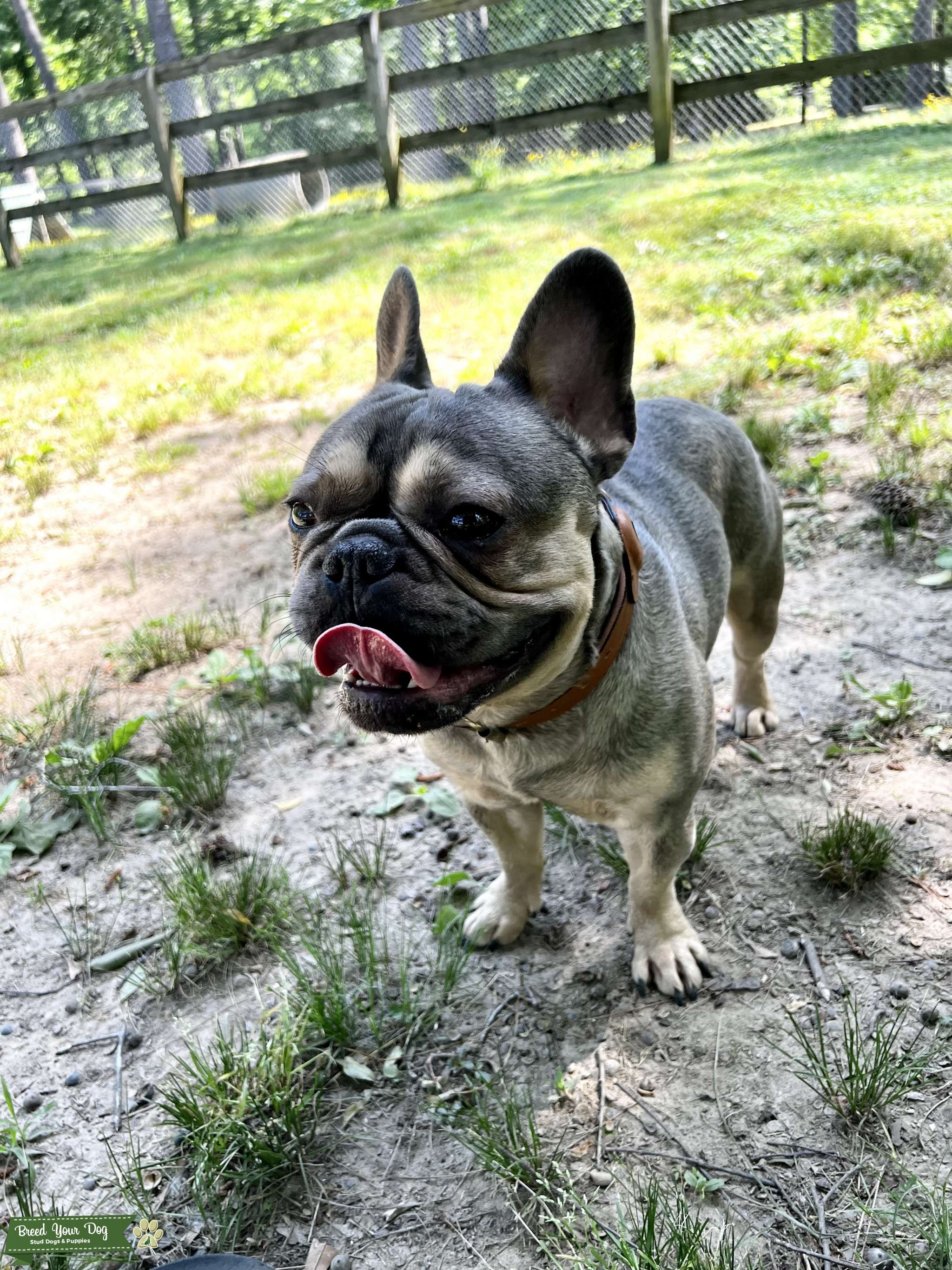 Frenchie Stud for Hire Stud Dog in United States , United States