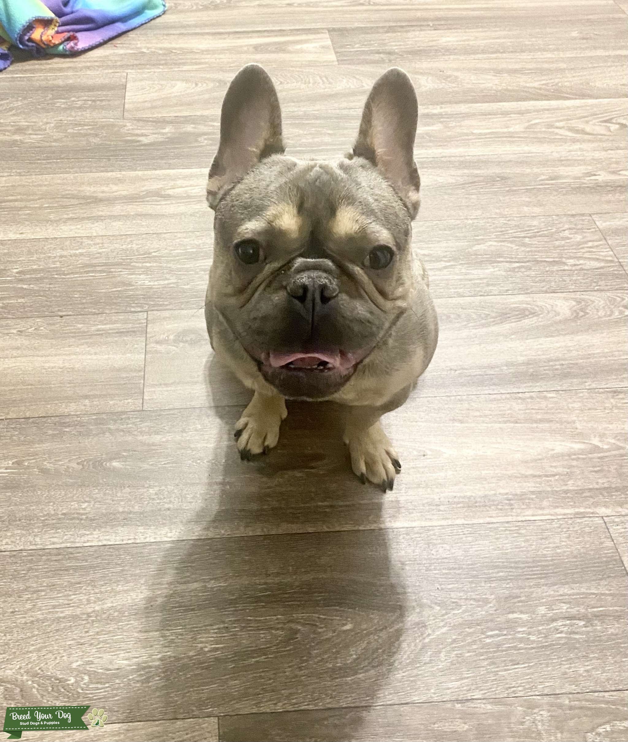 Frenchie Stud for Hire Stud Dog in United States , Peru Breed Your Dog