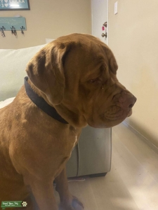 Douge De Bourex x Cane Corso Listing Image