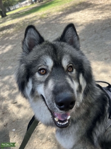 Purebred AKC registered Agouti Husky Listing Image