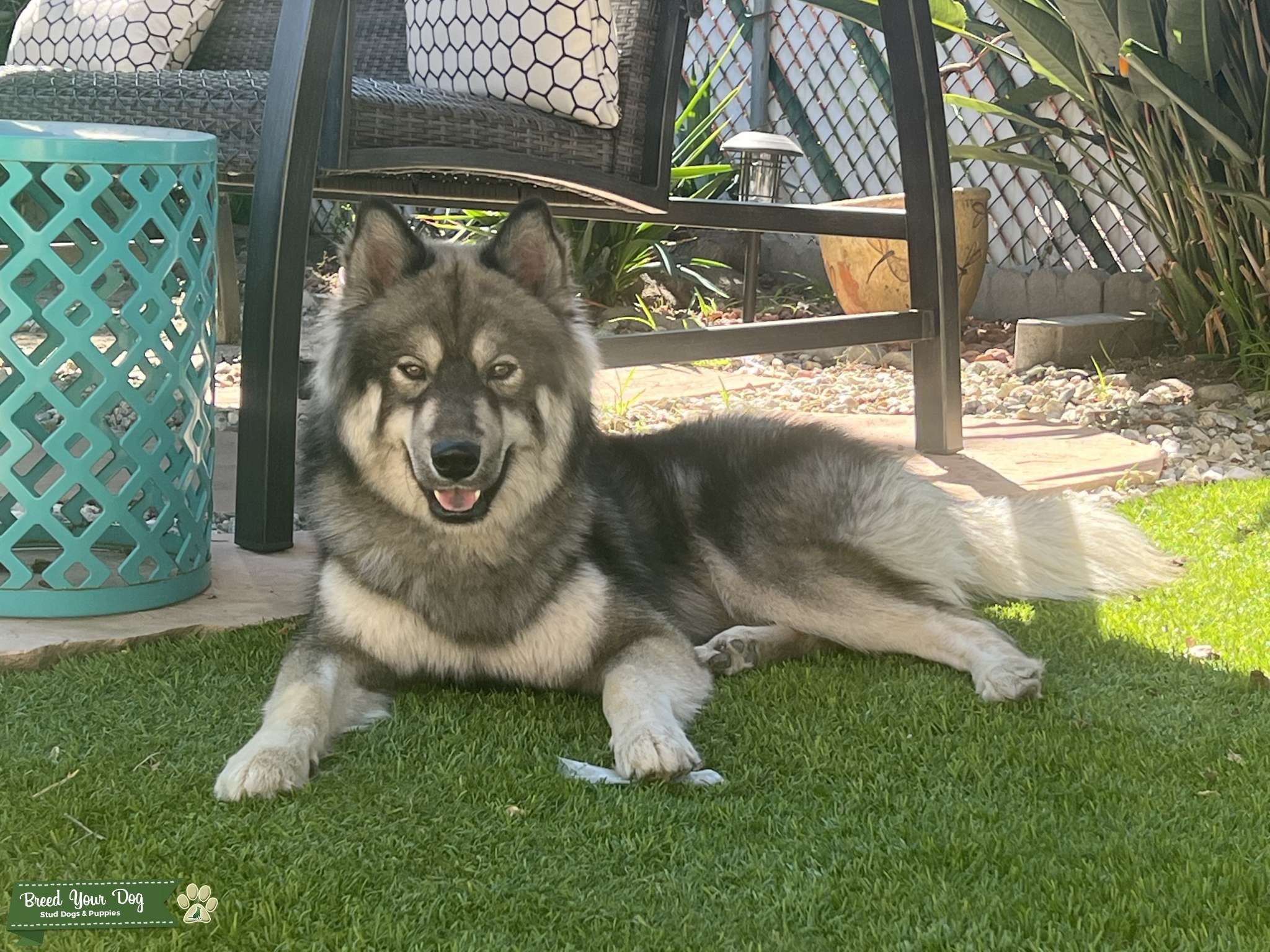 Purebred AKC Registered Agouti Husky Stud Dog In California Malaysia Purebred akc registered agouti husky stud dog in california malaysia