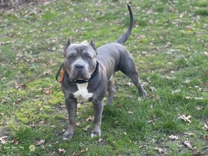 XL American bully stud Listing Image