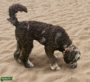 F1b Chocolate Merle Standard Goldendoodle Stud Listing Image