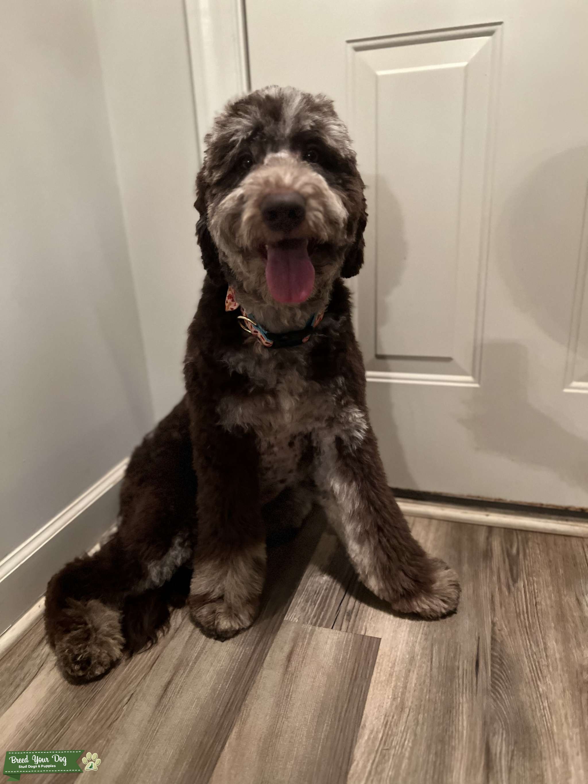 F1b Chocolate Merle Standard Goldendoodle Stud Stud Dog in Charlotte