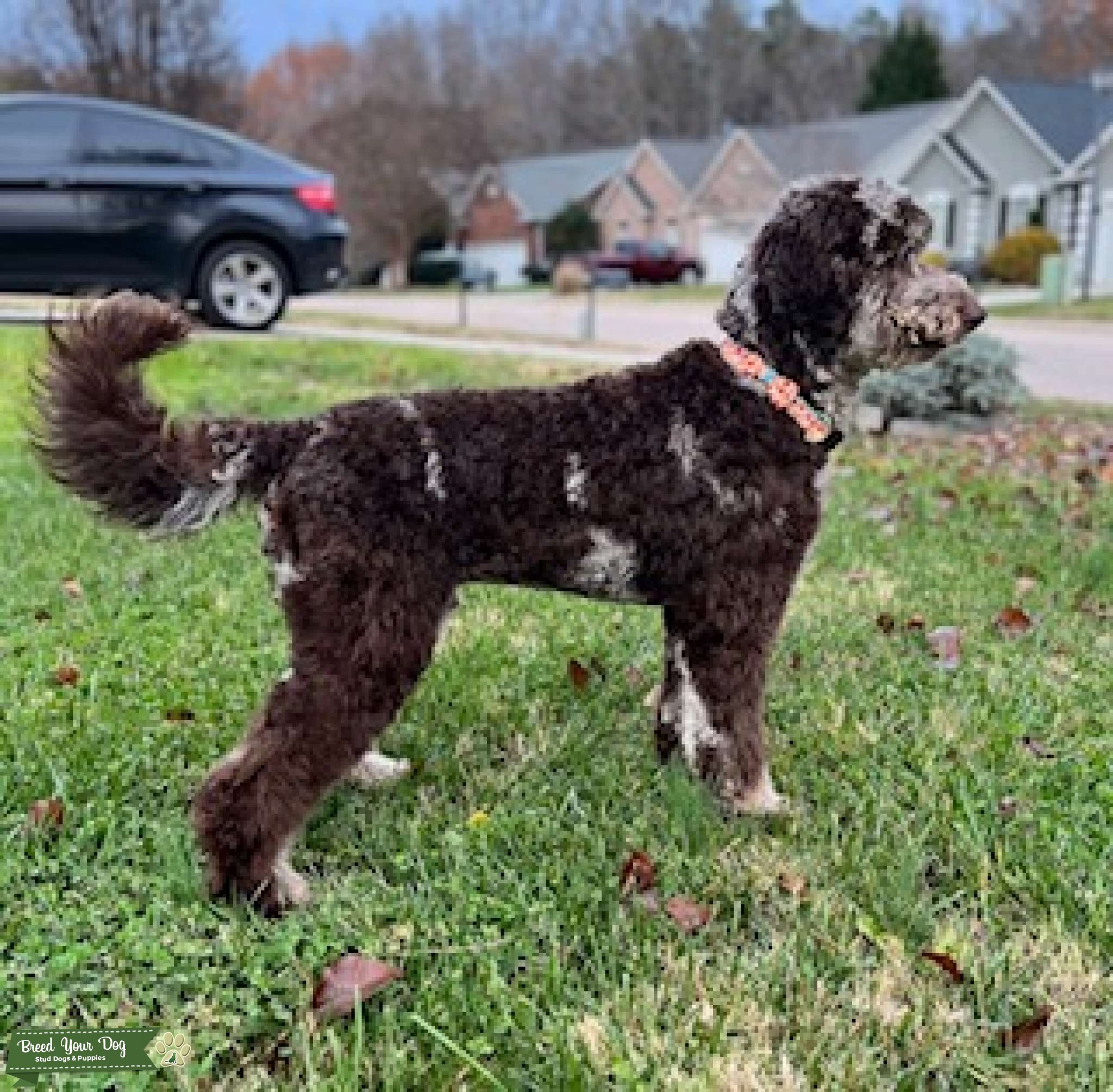 F1b Chocolate Merle Standard Goldendoodle Stud Stud Dog in Charlotte