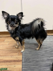 Long Hair Chihuahua for Hire Listing Image