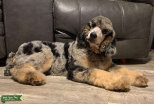 AKC Blue Merle Phantom Standard Poodle. Listing Image