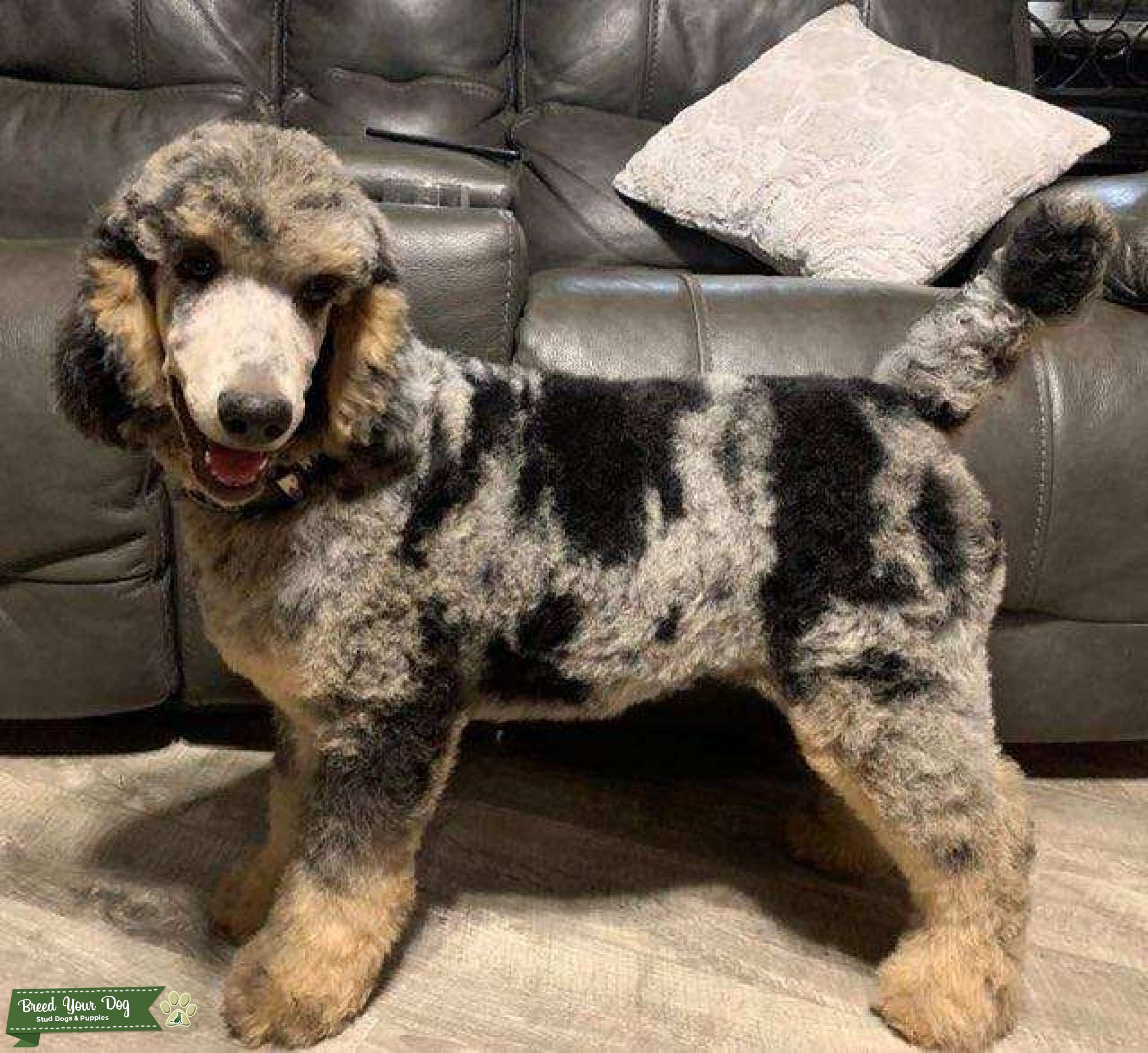 AKC Blue Merle Phantom Standard Poodle. Stud Dog in Charlotte, United