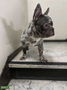 Dawananonly frenchies Listing Image